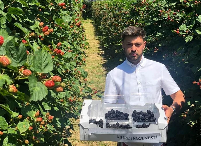 Andrei Porei, în mijlocul plantaţiei de mure de la Stăneşti Fotografii: adevarul.ro