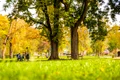 parc toamna soare copaci vremea unsplash jpeg