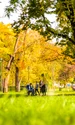 parc toamna soare copaci vremea unsplash jpeg