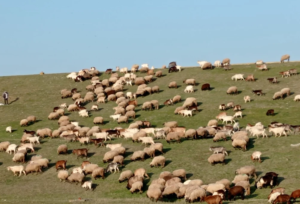 Animalele au consumat mult pe perioada iernii FOTO: arhiva Mădălin Pănescu