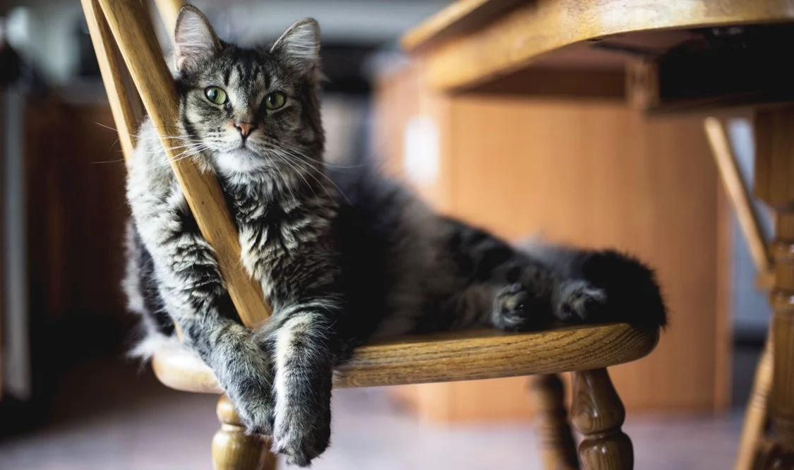Ce vrea animăluțul tău să-ți spună prin mieunat? / Foto: Freepik
