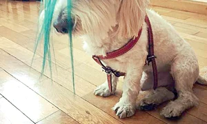 Bichonul Louie  seamănă leit acum  cu stăpâna lui jpeg