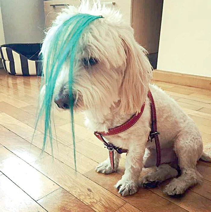 Bichonul Louie  seamănă leit acum  cu stăpâna lui