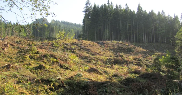 Imagine din zona Câmpulung Moldovenesc, în apropiere de Munţii Rărău