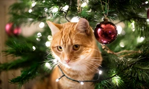 pisica in brad de craciun jpg