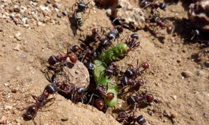 musuroi de furnici jpeg