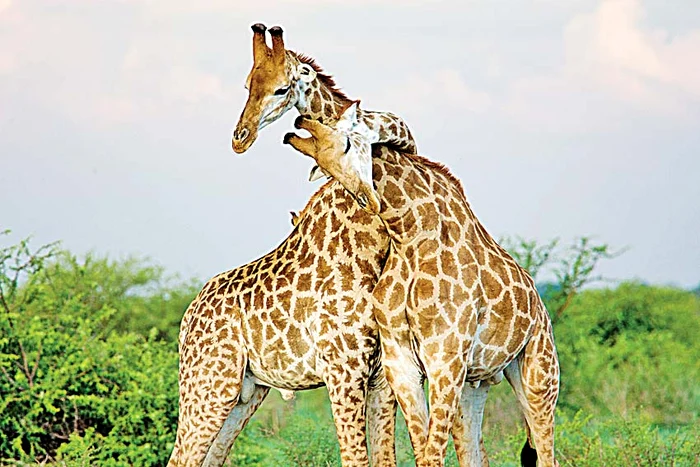 Iubire mare la înălţime