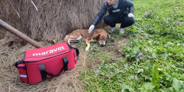 politistii de la protectia animalelor caine foto ipj hunedoara