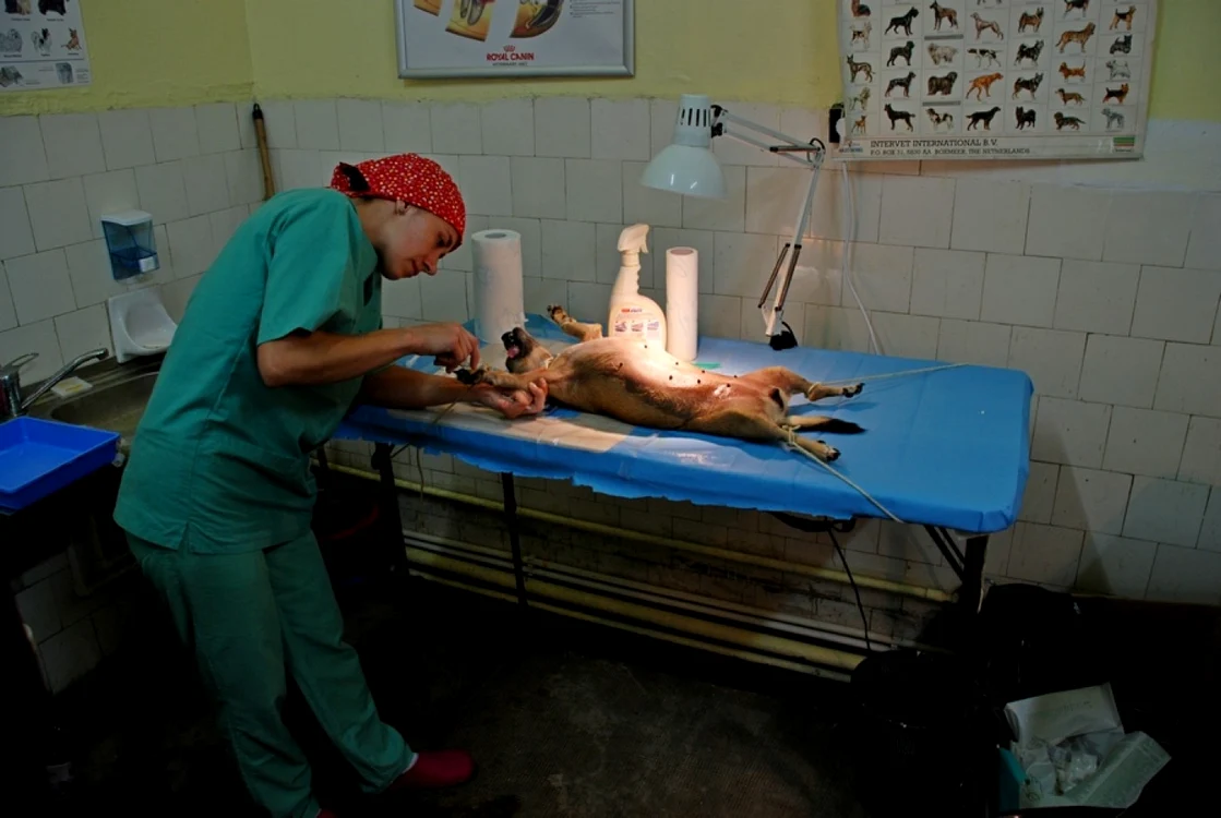 Operaţiile au fost efectuate de medici veterinari veniţi de la Bucureşti  FOTO Florentin Coman