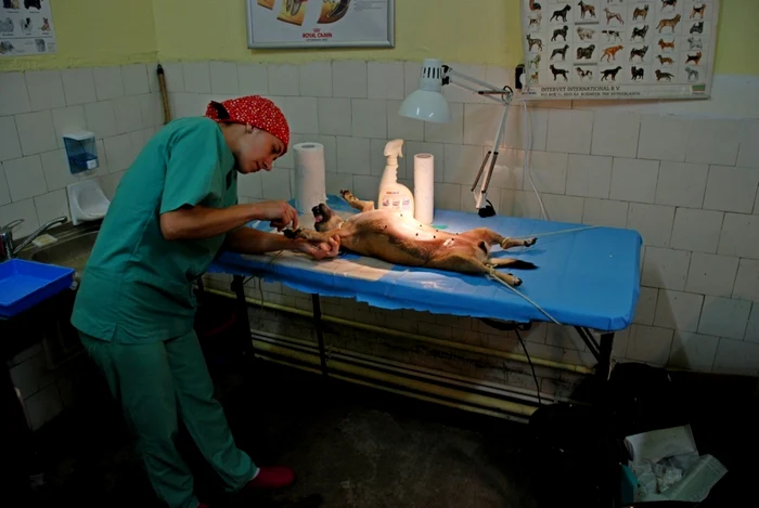 Operaţiile au fost efectuate de medici veterinari veniţi de la Bucureşti  FOTO Florentin Coman