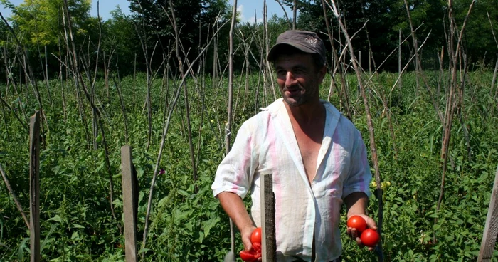 Vasile Croitoru spune că nu va mai strânge roşiile de pe câmp, pentru că nu le poate vinde cu 50 de bani/kg