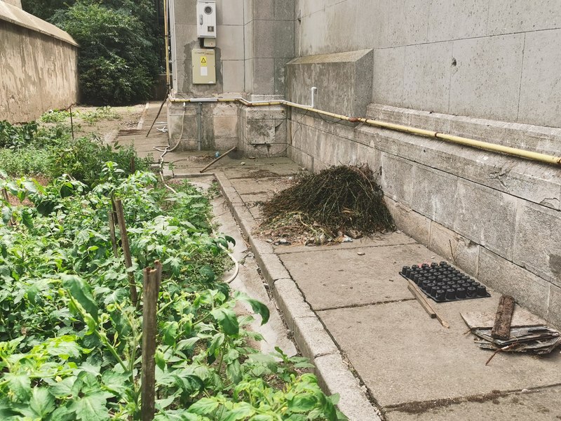 Plantație de roșii și castraveți în curtea Moscheii Carol I. Ce s-a ales din monumentul istoric ridicat în 1913