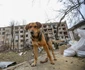 Război în Ucraina - ziua 36 - Harkov - 1 apr 2022 / FOTO Profimedia