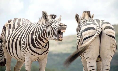 zebre 0 jpeg