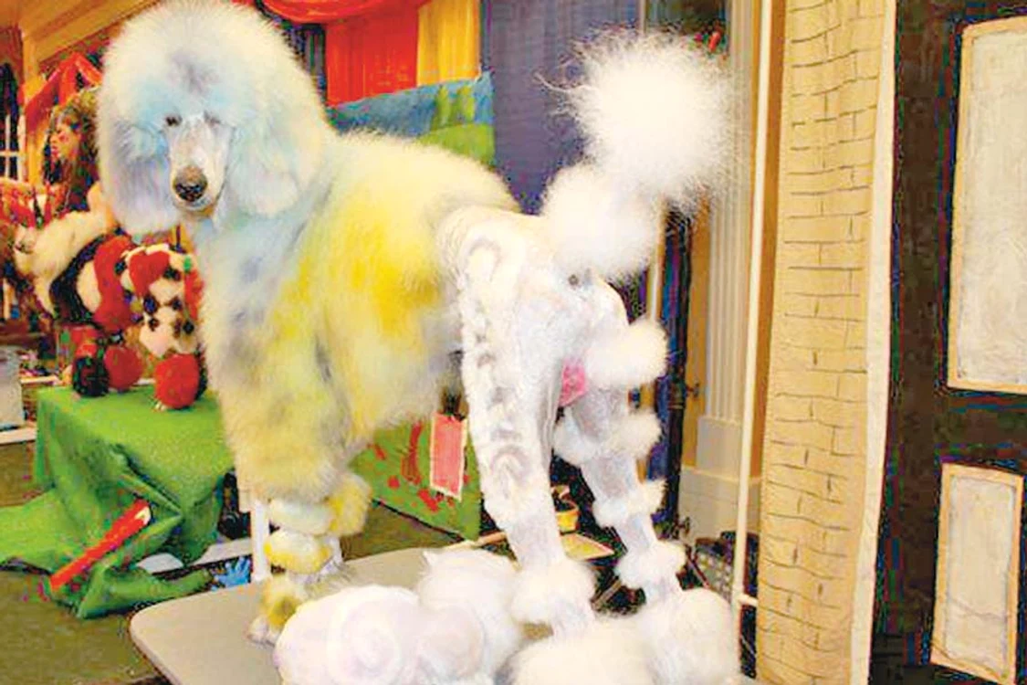 Blăniţa căţeilor este  tunsă şi vopsită cu  mare grijă de designeri (Fotografii: photoland CATERS)