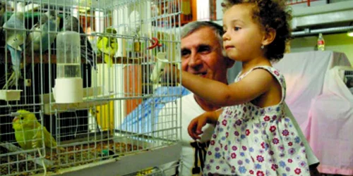 Hunedoara: Papagalii din piaţa Devei rămân fără stăpâni pe criză