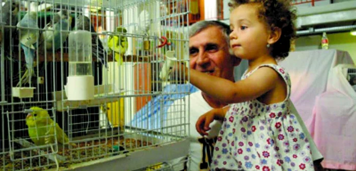 Hunedoara: Papagalii din piaţa Devei rămân fără stăpâni pe criză