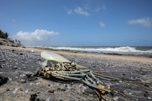 Dezastru ecologic în Sri Lanka FOTO EPA-EFE