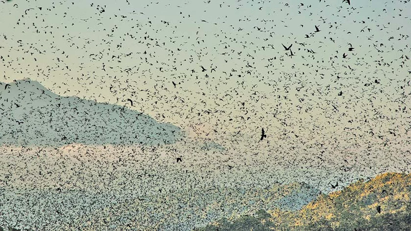 Zonele preferate de vânturei sunt Câmpia de Vest şi Delta Dunării