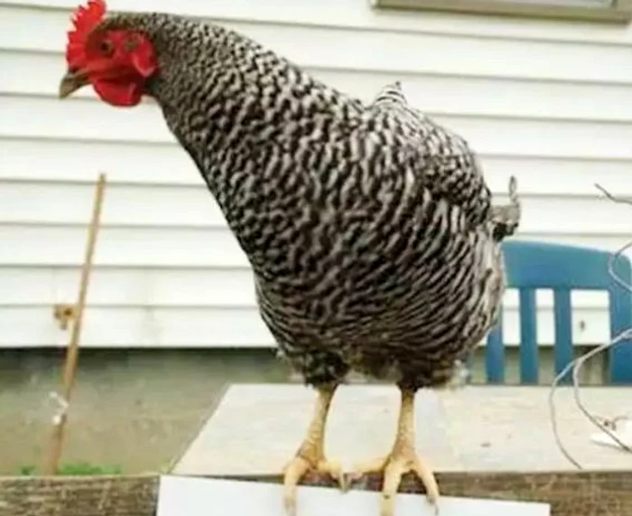 Stăpânul meu a trebuit să cumpere ouă de la magazin pentru că eu sunt o leneşă care se îmbuibă cu grăunţe