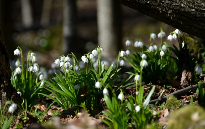 ghiocei foto remus suciu