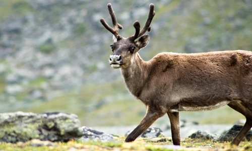 1 73222 original jpg jpeg