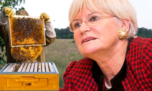 banner monica tatoiu jpg
