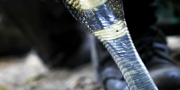 Soldati americani Cobra Gold  REUTERS