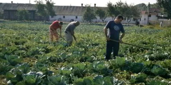 Varza de la Braşov are cel mai mare preţ din ţară. FOTO: Arhivă