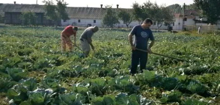 Varza de la Braşov are cel mai mare preţ din ţară. FOTO: Arhivă