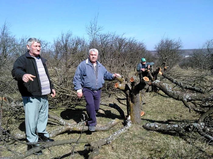 Livezi taiate de hoţi I.L. Caragiale