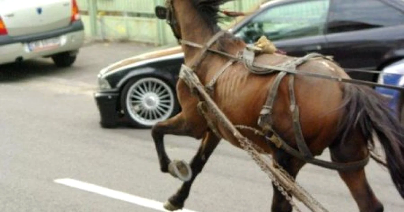 După accident, conducătorul căruţei a fugit