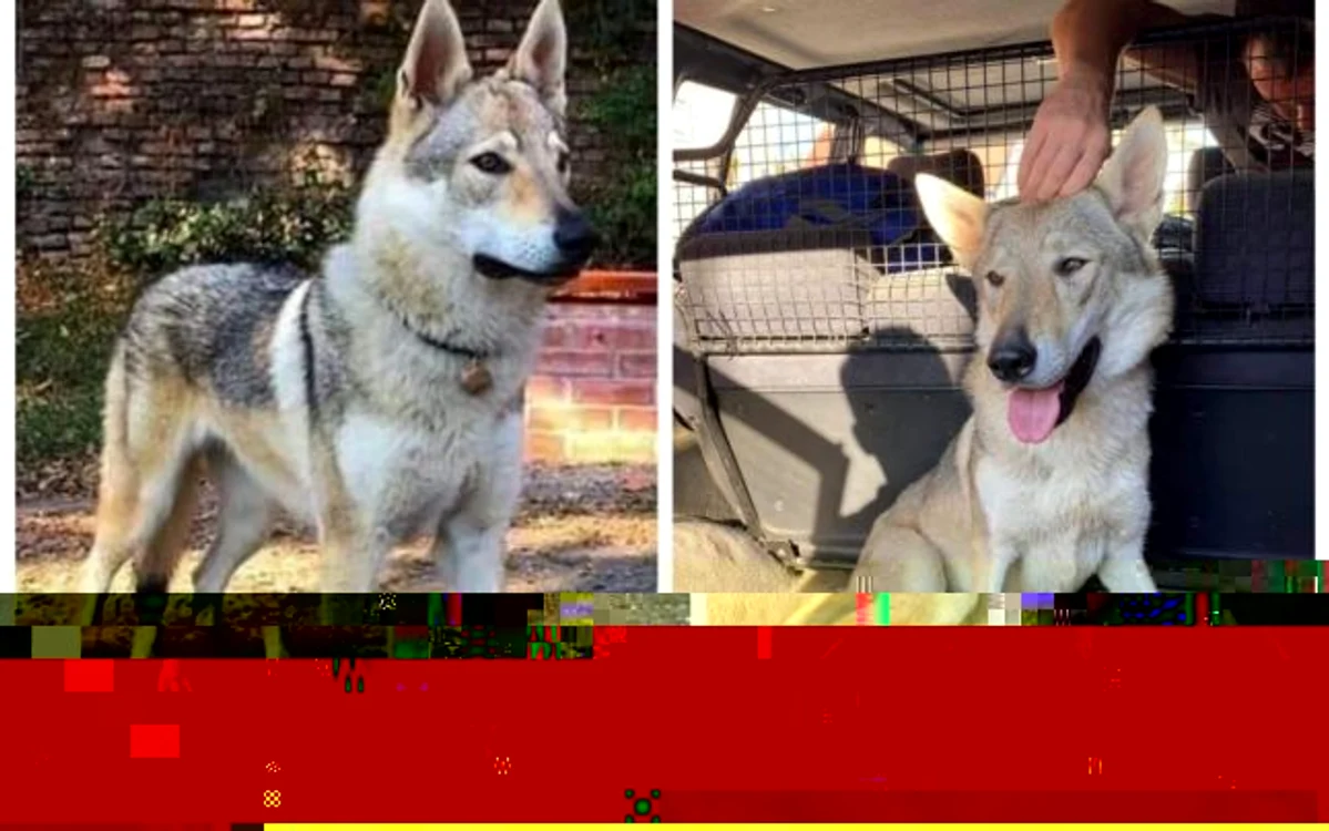 Arya a fost găsită în Alba, la circa 20 de kilometri de zona unde a fost pierdută de stăpân