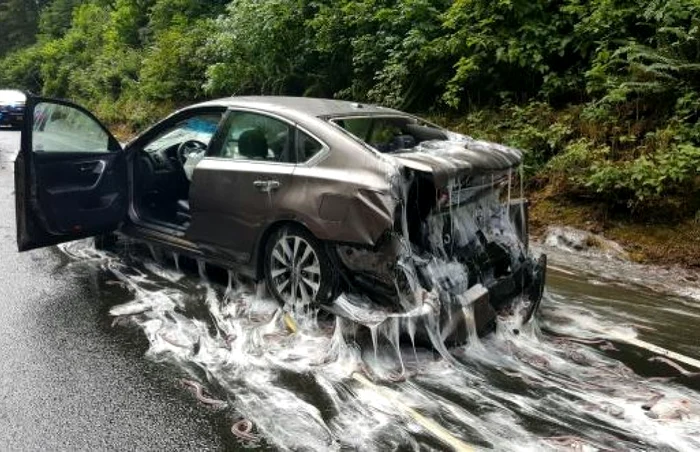 Autoturism acoperit în mucusul produs de aceste mixine