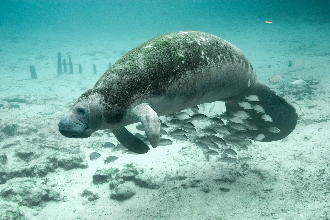 4 fish 386747 1280 jpg jpeg