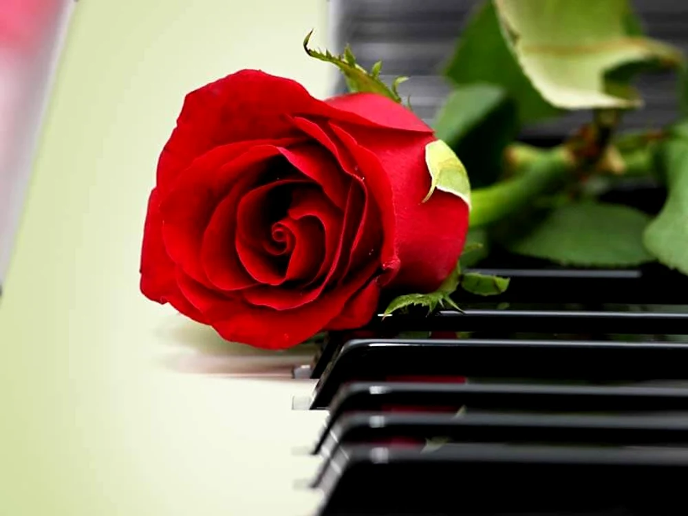 red rose jpg jpeg