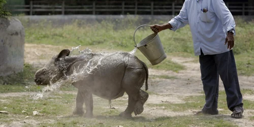 Un îngrijitor toarnă o găleată de apă pe  Jalada Prasad un rinocer mascul în vârstă de 6 luni pentru a-l răcori la grădina zoologica Alipore din Calcutta India FOTO AP