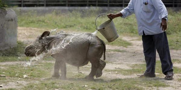 Un îngrijitor toarnă o găleată de apă pe  Jalada Prasad un rinocer mascul în vârstă de 6 luni pentru a-l răcori la grădina zoologica Alipore din Calcutta India FOTO AP