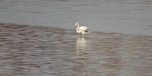 flamingo foto societatea ornitologica