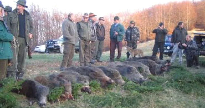 Alba Iulia: 800 de mistreţi în bătaia puştii vânătorilor