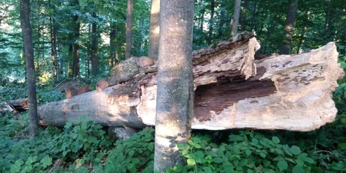 sarmizegetusa regia foto directia silvica hunedoara