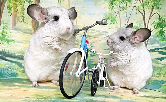 
    Hai, te sui pe șa? Sau mă dau eu o tură până te hotărăști tu?Foto: profimedia  