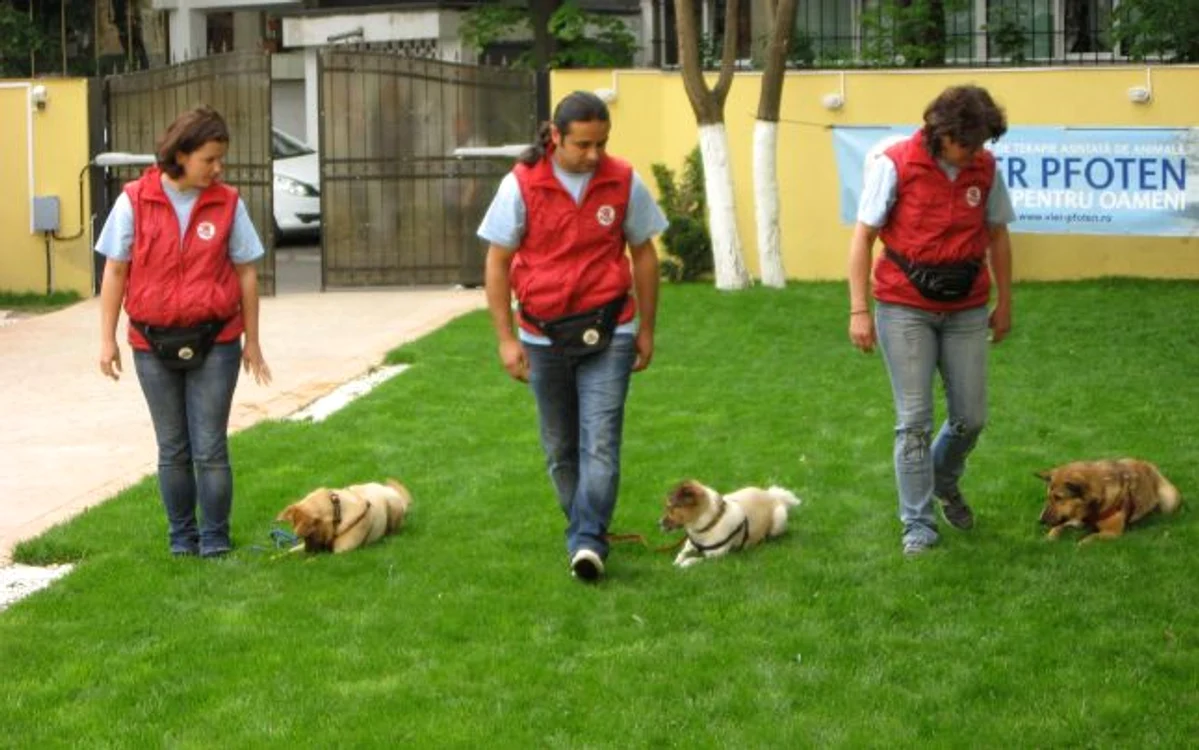 Căţeii au sărit peste obstacole şi au făcut tumbe
