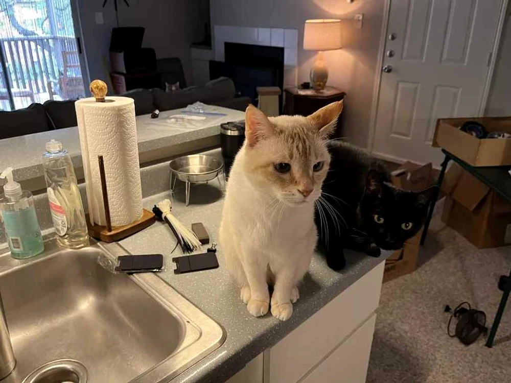 find the third cat jpg