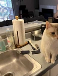 find the third cat jpg