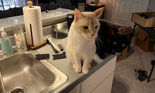find the third cat jpg