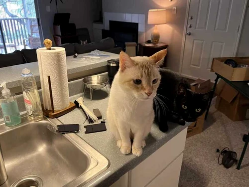find the third cat jpg