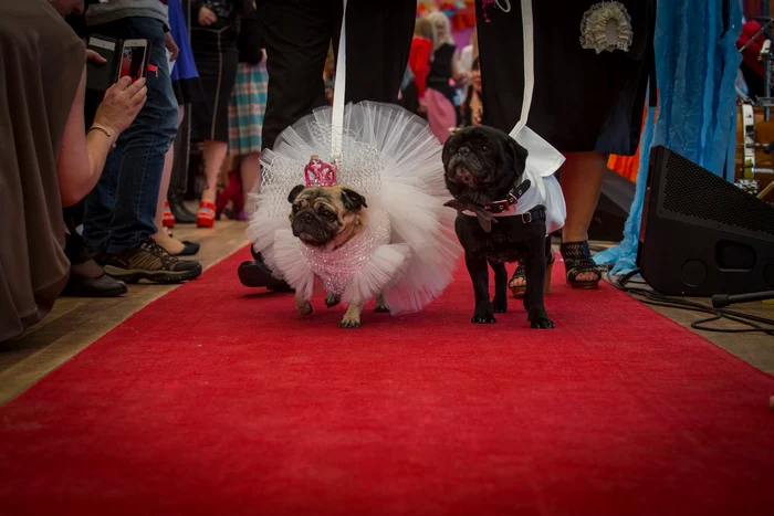 
    Mopşii Jasper şi Jasmine s-au căsătorit după 7 ani de relaţiefoto: Guliver/Gettyimages  