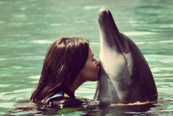Delfin. Foto: arhiva.
