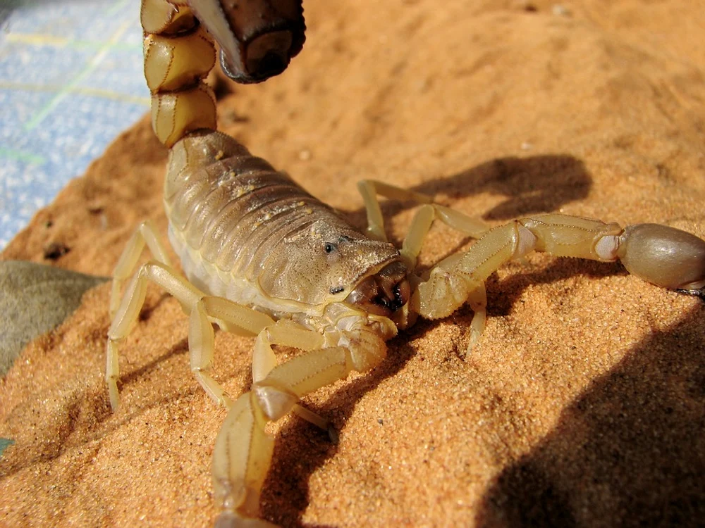 scorpio 1165688 960 720 jpg jpeg